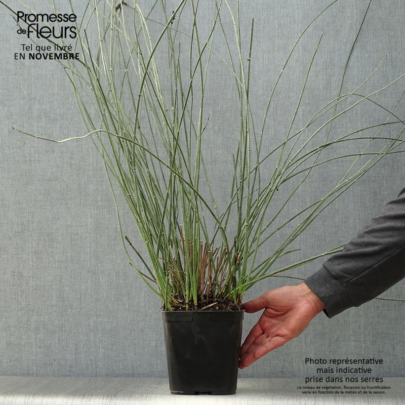 Spécimen de Elegia elephantina - Restio Pot de 2L/3L tel que livré en automne