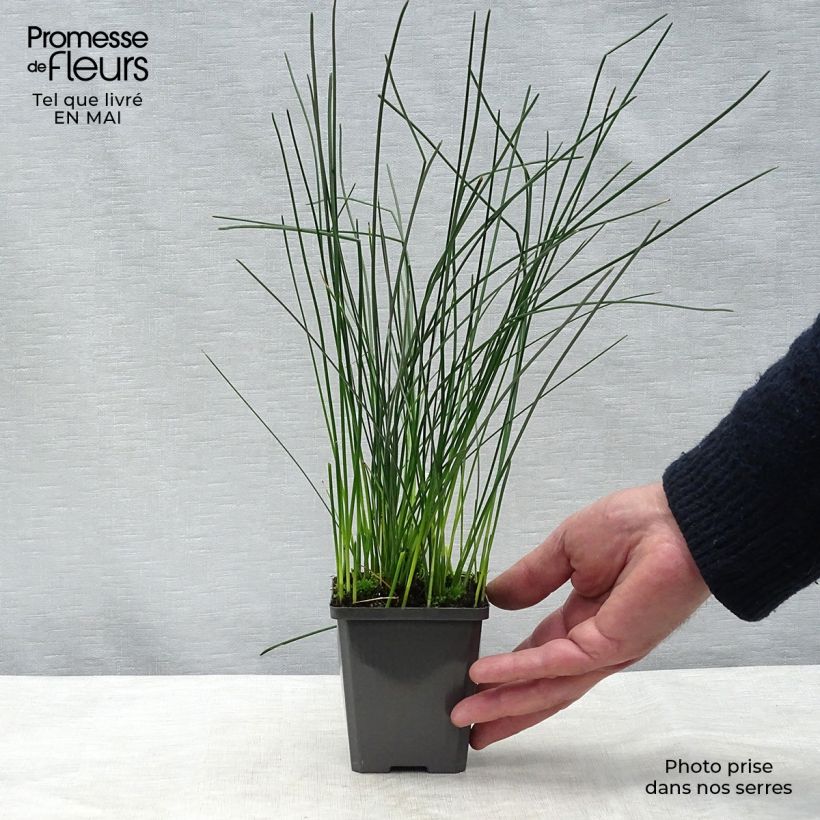 Spécimen de Eleocharis palustris - Scirpe des marais  Godet de 8/9 cm tel que livré au printemps