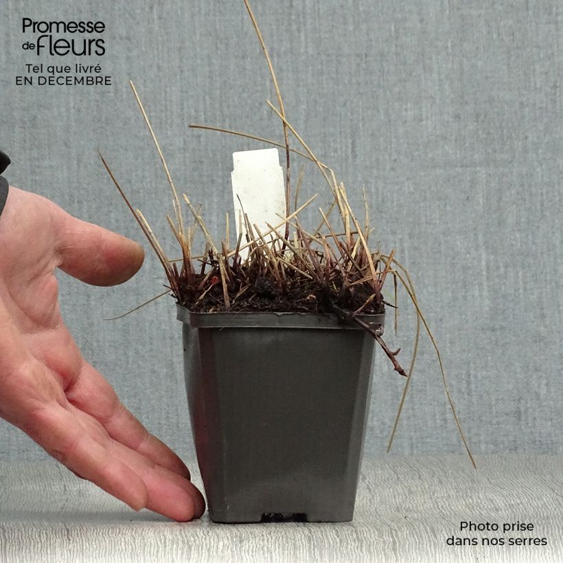 Spécimen de Eleocharis palustris - Scirpe des marais  Godet de 8/9 cm tel que livré en hiver