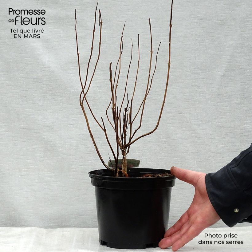 Spécimen de Elsholtzia stauntonii - Menthe en arbre Pot de 2L/3L tel que livré au printemps