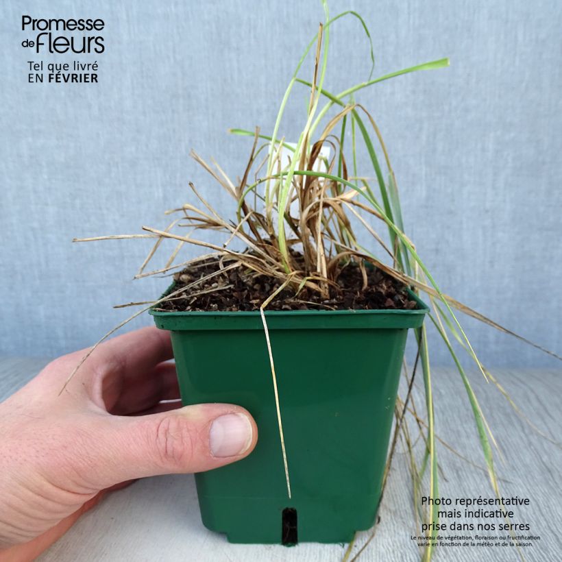Spécimen de Elymus magellanicus - Agropyron Godet de 8/9 cm tel que livré en hiver