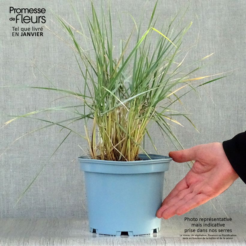 Spécimen de Elymus magellanicus - Agropyron Pot de 2L/3L tel que livré en hiver