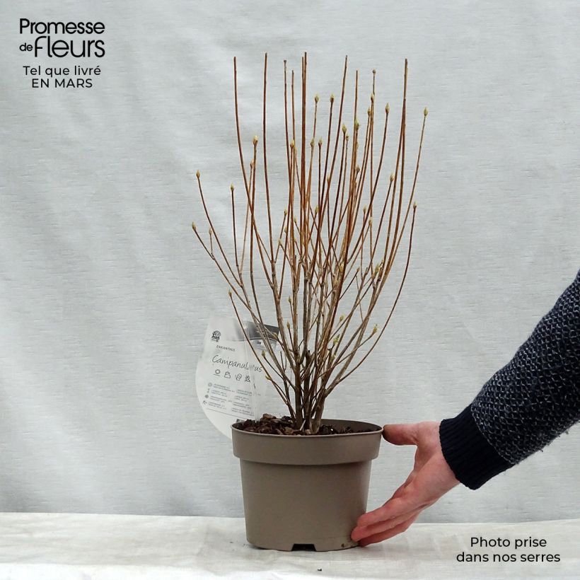 Spécimen de Enkianthus campanulatus - Andromède campanulée Pot de 2L/3L tel que livré en hiver