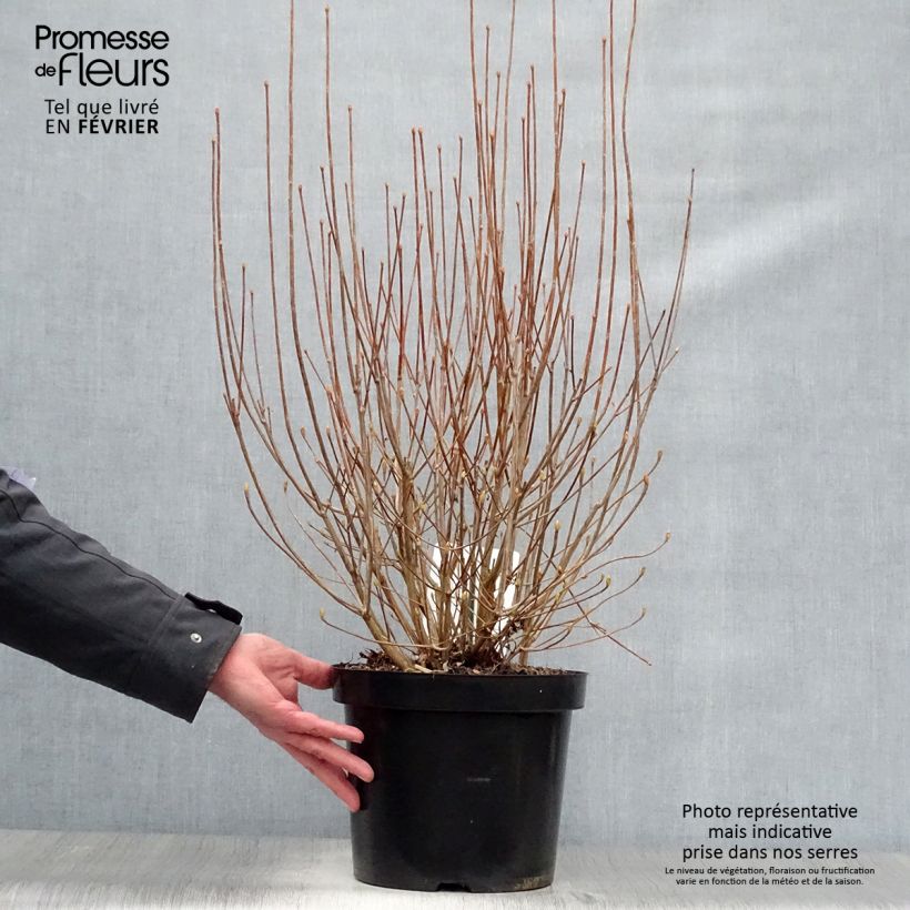 Spécimen de Enkianthus campanulatus - Andromède campanulée Pot de 7,5L/10L tel que livré en hiver