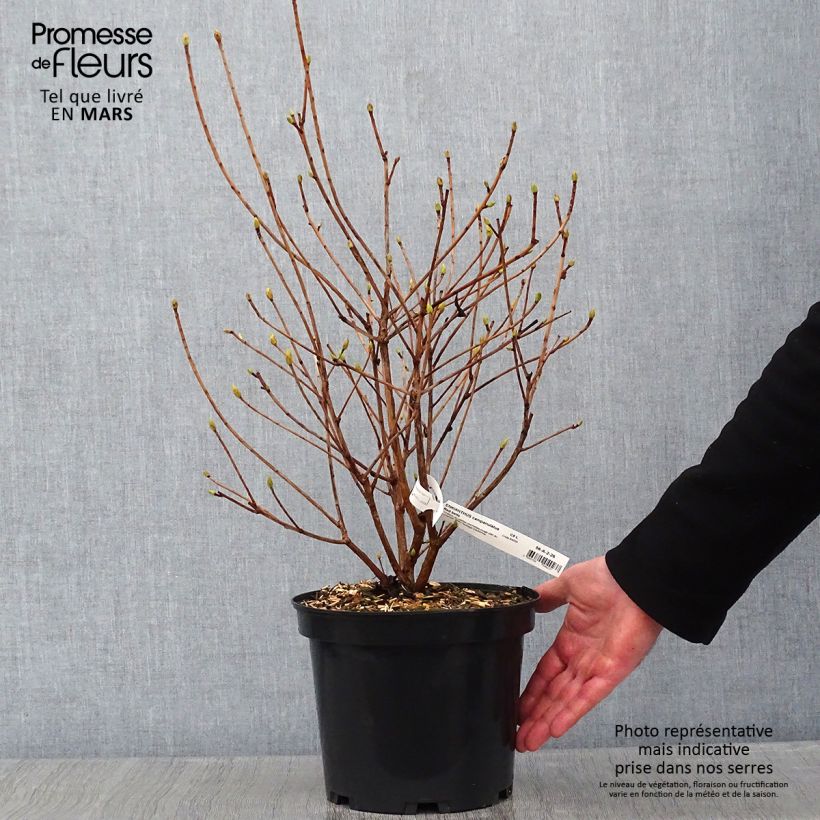 Spécimen de Enkianthus campanulatus Red Bells - Andromède campanulée Pot de 2L/3L tel que livré en hiver