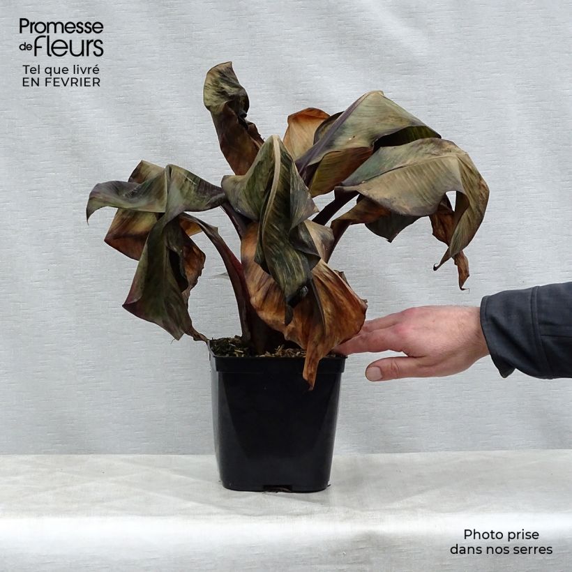 Spécimen de Ensete ventricosum Maurelii - Bananier rouge d'Abyssinie Pot de 2L/3L tel que livré en hiver