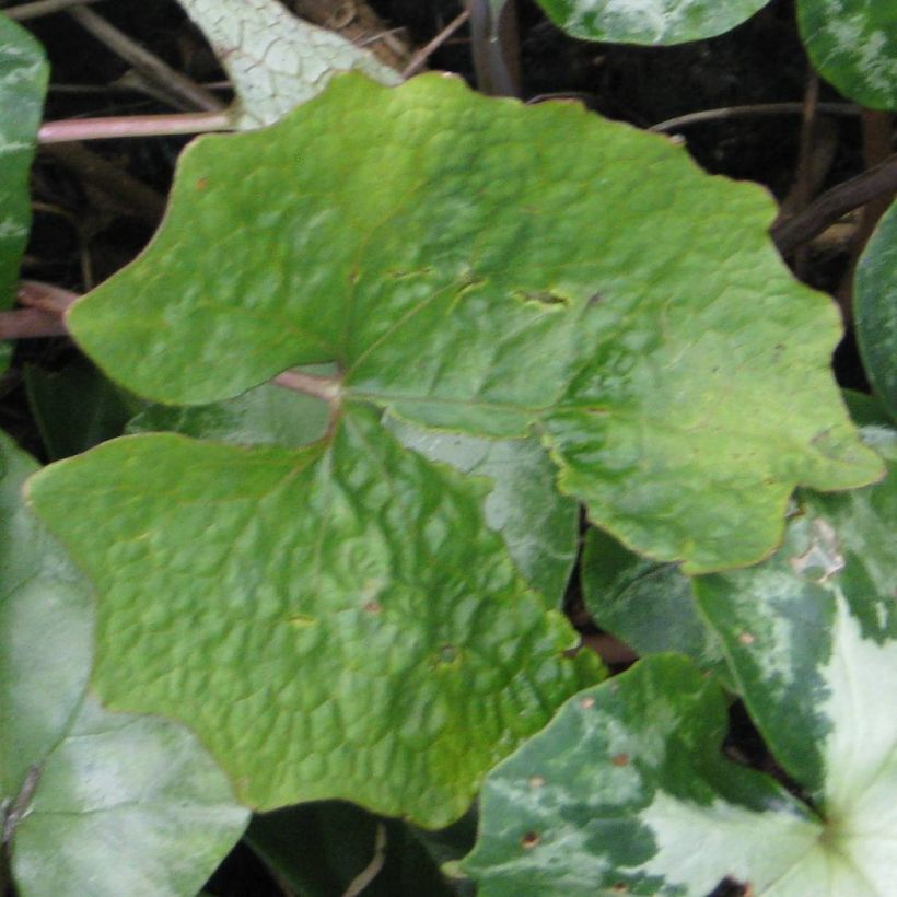 Eomecon chionantha (Folhagem)