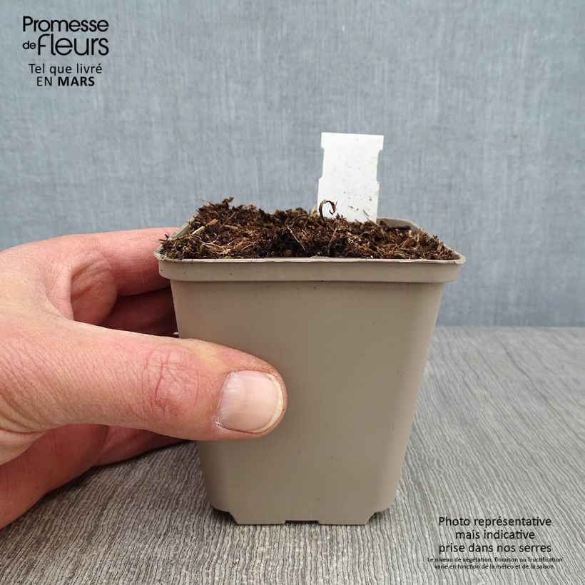 Spécimen de Ephémère de Virginie - Tradescantia Perrine's Pink Godet de 8/9 cm tel que livré en hiver