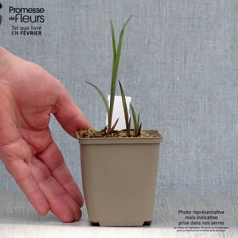 Spécimen de Ephémère de Virginie - Tradescantia andersoniana Bilberry Ice Godet de 8/9 cm tel que livré en hiver