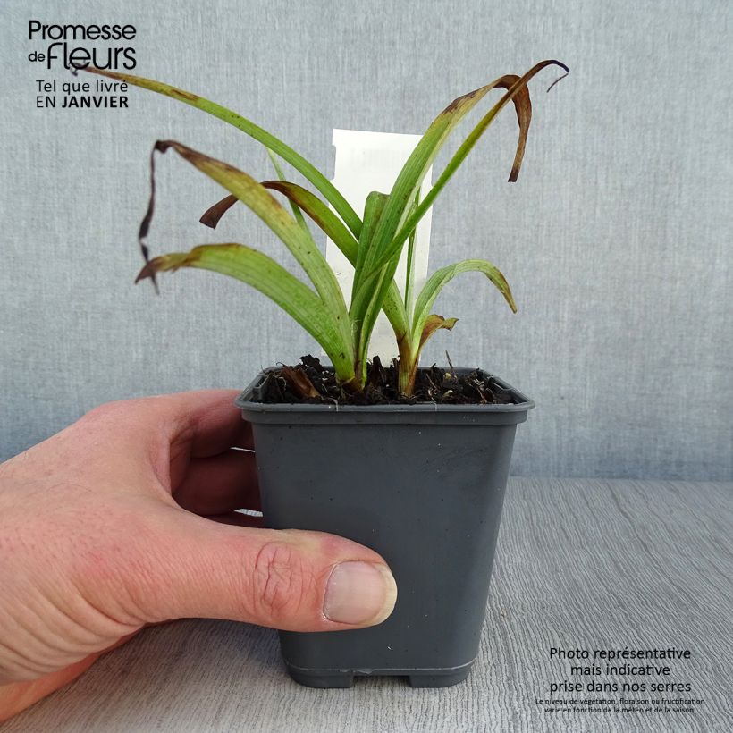 Spécimen de Ephémère de Virginie, Tradescantia andersoniana Blue and Gold Godet de 8/9 cm tel que livré en hiver