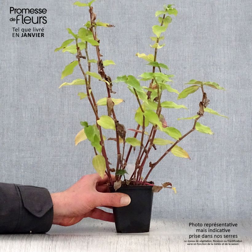 Spécimen de Ephémère de Virginie - Tradescantia andersoniana Blushing Bride Godet de 8/9 cm tel que livré en hiver