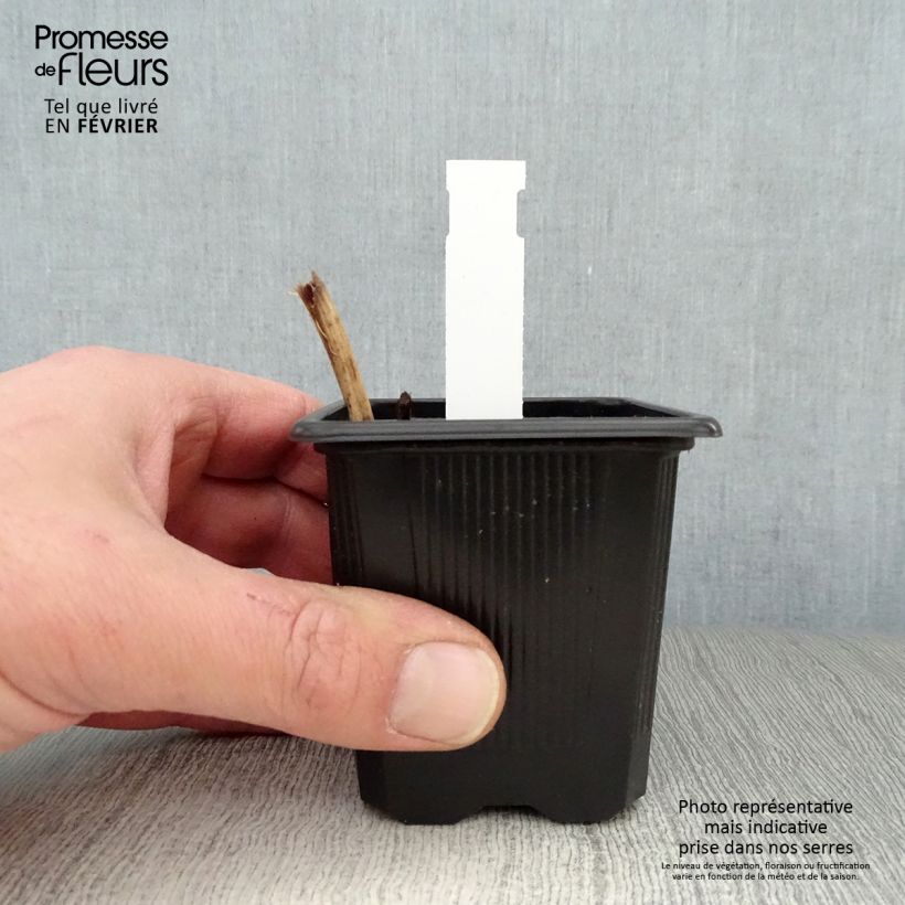 Spécimen de Ephémère de Virginie, Tradescantia andersoniana Karminglut Godet de 8/9 cm tel que livré en hiver