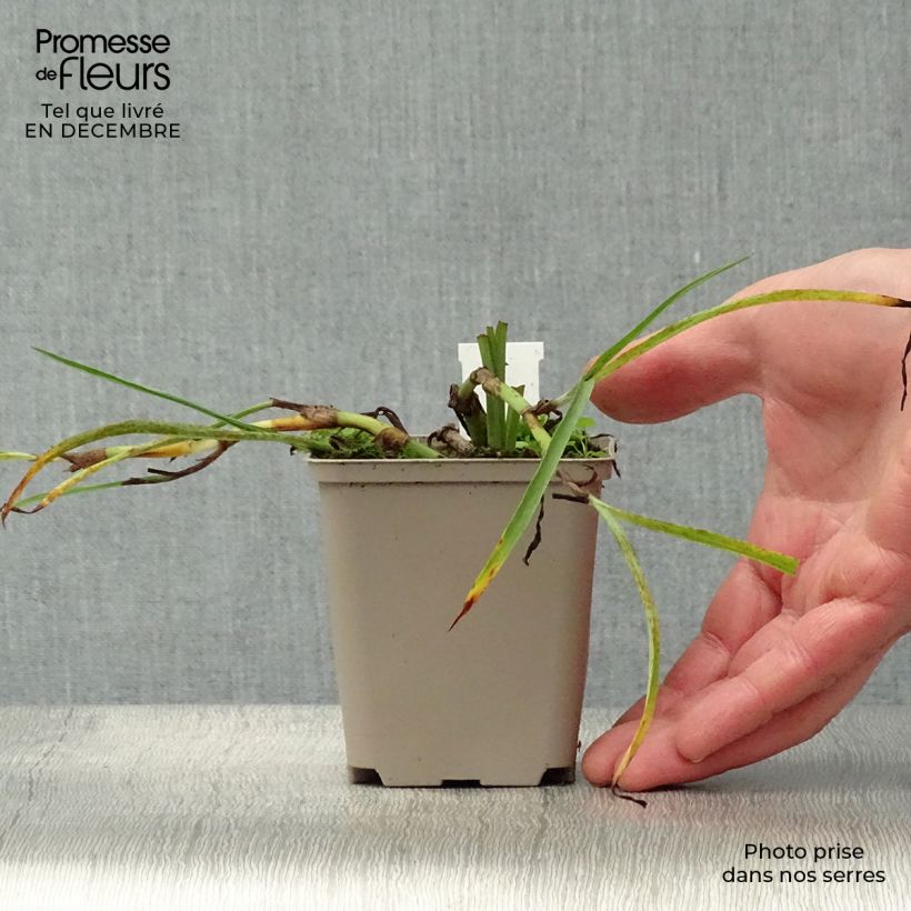 Spécimen de Ephémère de Virginie - Tradescantia andersoniana Little Doll Godet de 8/9 cm tel que livré en hiver