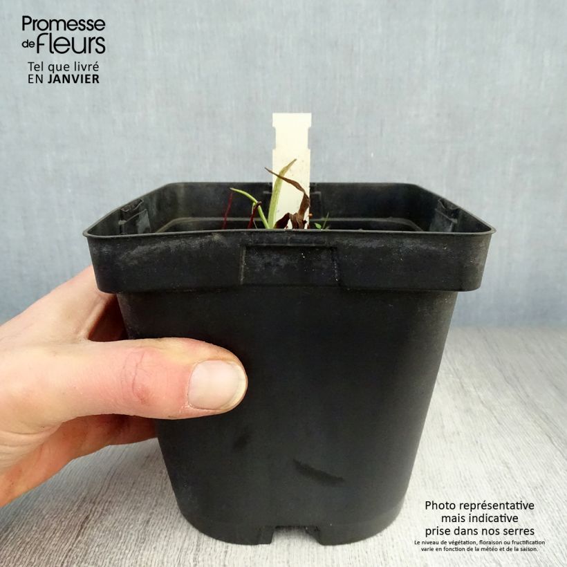 Spécimen de Ephémère de Virginie - Tradescantia andersoniana Osprey Pot de 2L/3L tel que livré en hiver