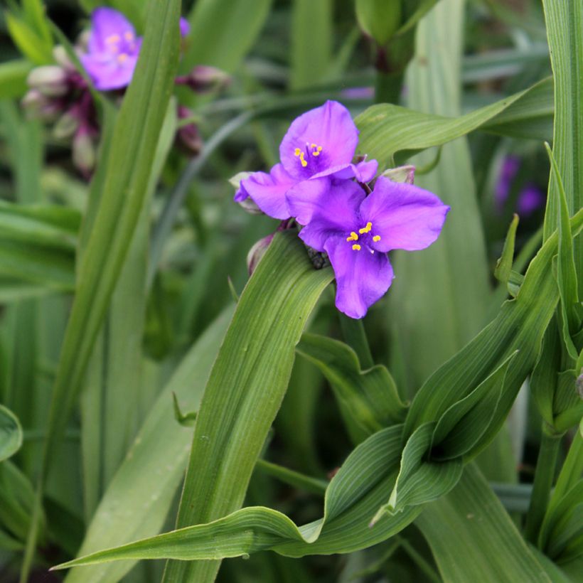 Ephémère de Virginie - Tradescantia andersonina Concord Grape (Feuillage)