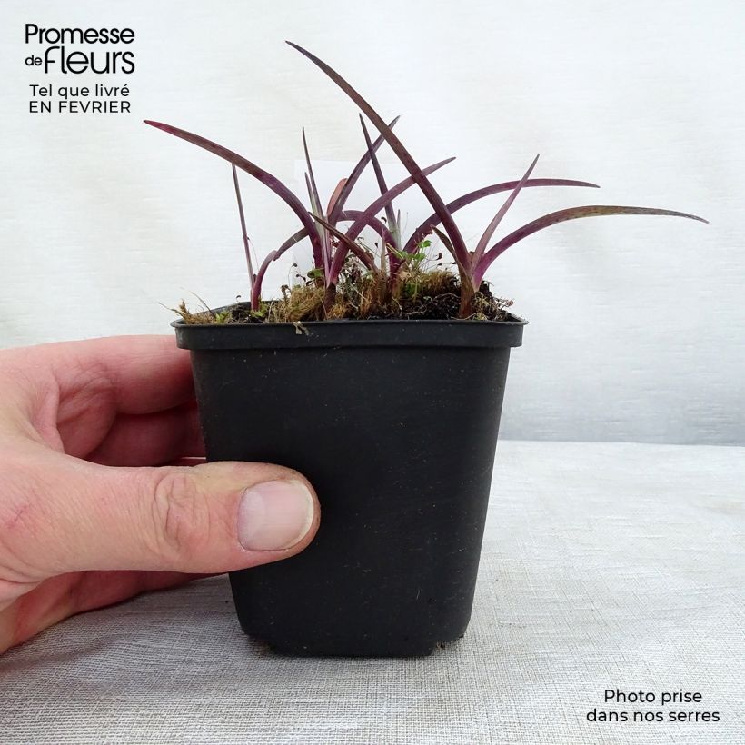Spécimen de Ephémère de Virginie - Tradescantia andersonina Concord Grape Godet de 8/9 cm tel que livré en hiver