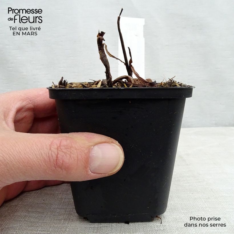 Spécimen de Ephémère de Virginie - Tradescantia virginiana Zwanenburg Blue Godet de 8/9 cm tel que livré en hiver