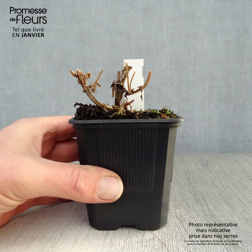 Spécimen de Epiaire des marais - Stachys palustris Godet de 8/9 cm tel que livré en hiver