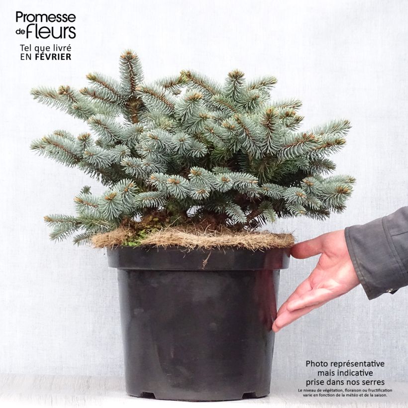 Spécimen de Epicea bleu - Picea pungens Glauca Globosa  Pot de 4L/5L tel que livré en hiver