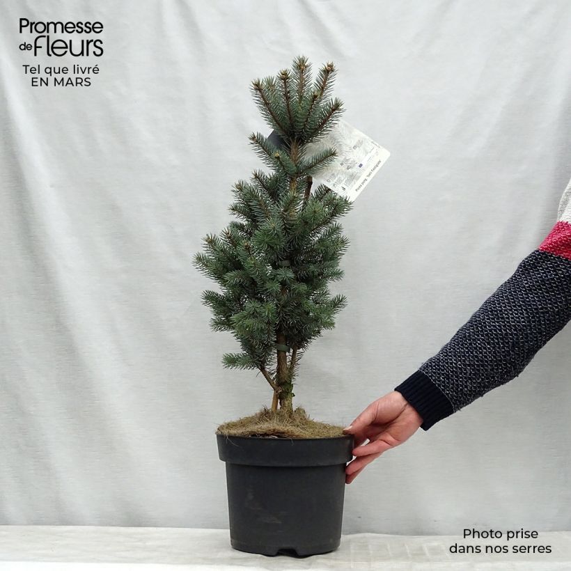 Spécimen de Epicea bleu - Picea pungens Iseli Fastigiate                   Pièce tel que livré en hiver