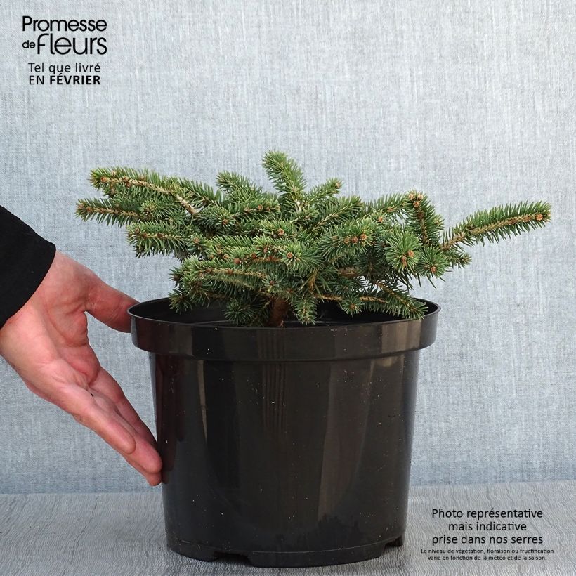 Spécimen de Epicea bleu - Picea pungens Sonia                              Pot de 4L/5L tel que livré en hiver