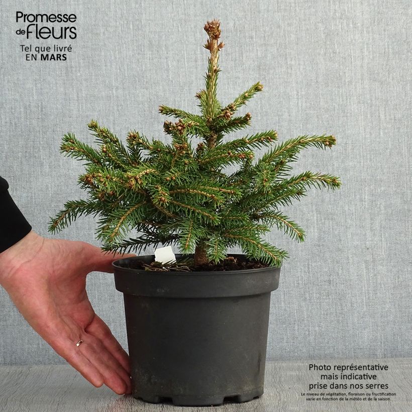 Spécimen de Epicea commun - Picea abies Maxwellii Pot de 2L/3L tel que livré en hiver