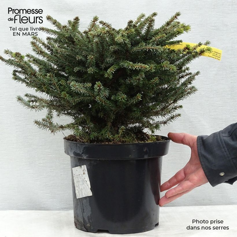 Spécimen de Épicéa commun - Picea abies Nidiformis Pot de 7,5L/10L tel que livré en hiver
