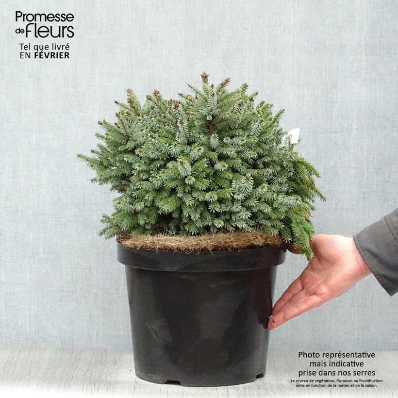 Spécimen de Épicéa de Serbie Nana - Picea omorika Pot de 7,5L/10L tel que livré en hiver