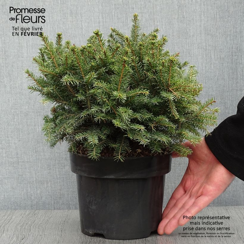 Spécimen de Epicea de Serbie - Picea omorika Karel                              Pot de 2L/3L tel que livré en hiver