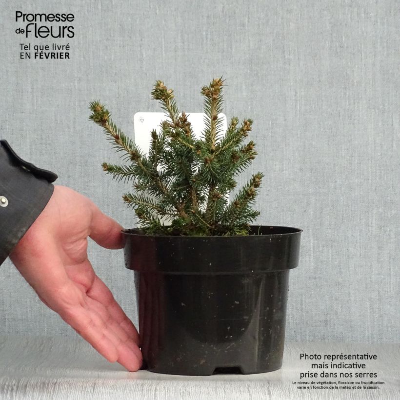 Spécimen de Épicéa de Sitka - Picea sitchensis Nana Pot de 2L/3L tel que livré en hiver