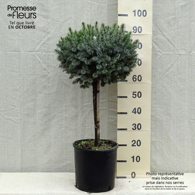 Spécimen de Épicéa de Sitka - Picea sitchensis Silberzwerg Pot de 12L/15L, Tige tel que livré en automne
