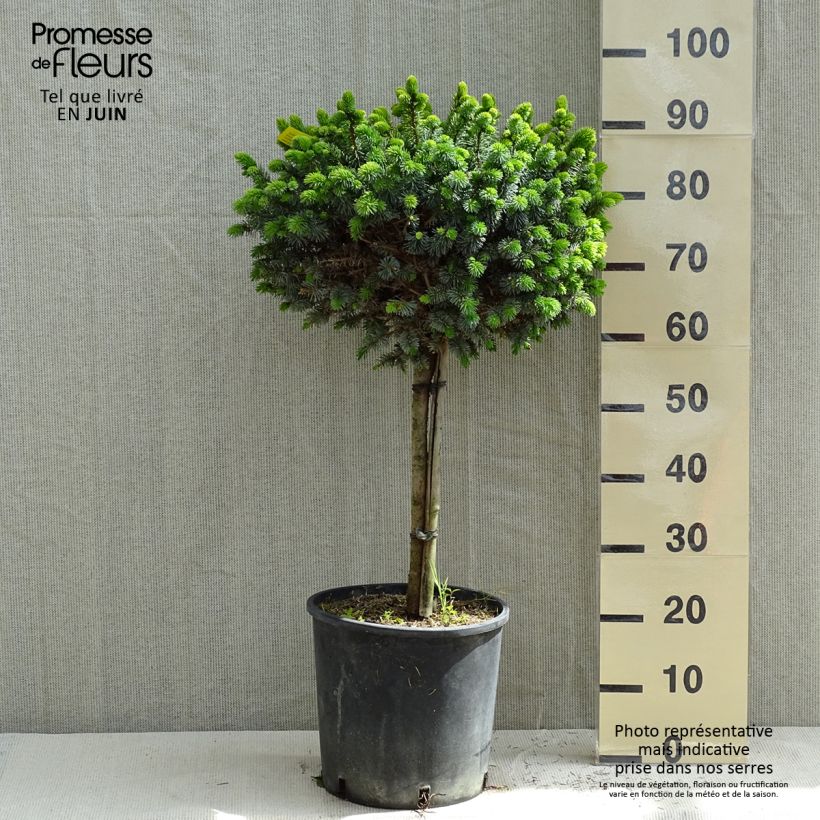 Spécimen de Épicéa de Sitka - Picea sitchensis Silberzwerg Pot de 12L/15L, Tige tel que livré au printemps