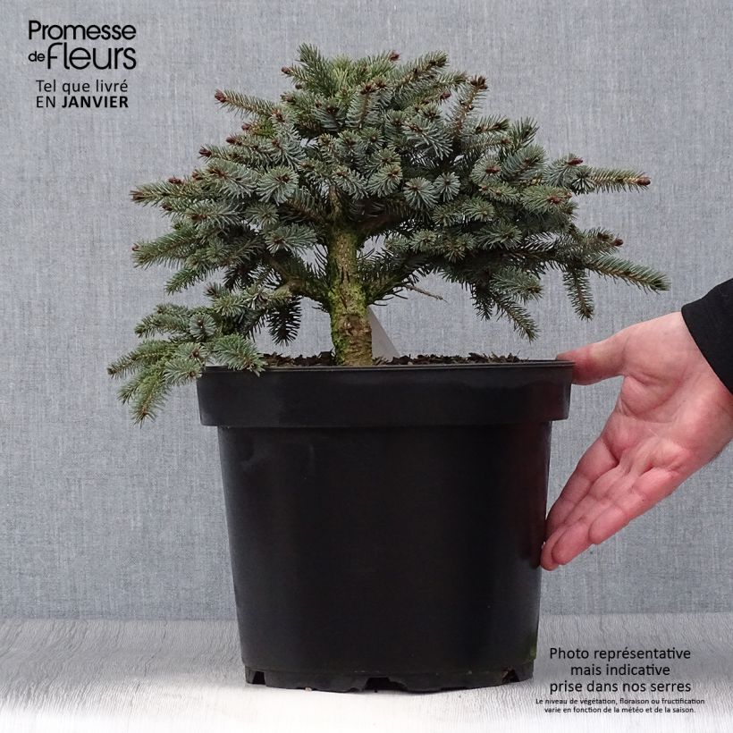 Spécimen de Epicéa nain - Picea mariorika Machala      Pot de 4L/5L tel que livré en hiver