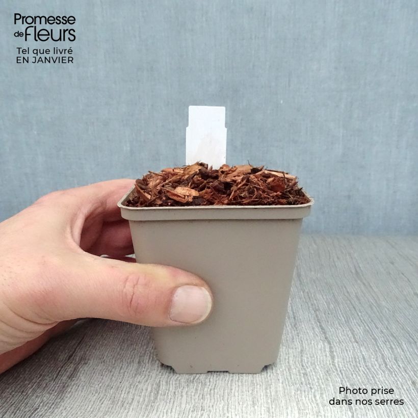 Spécimen de Epilobe rose, Epilobium angustifolium Stahl Rose Godet de 8/9 cm tel que livré en hiver