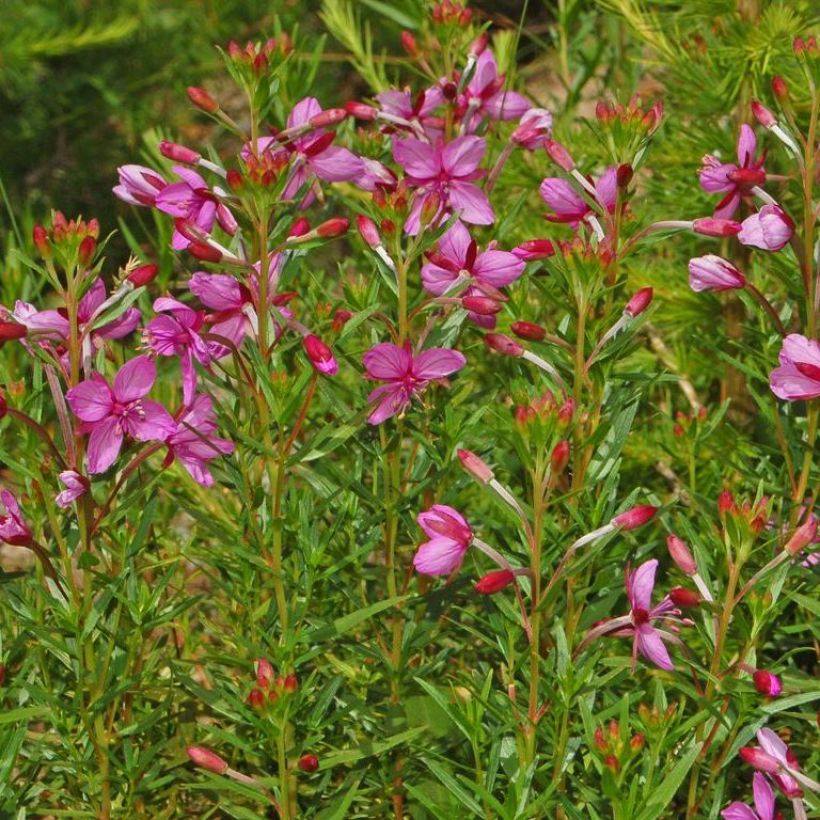 Epilobium fleischeri (Hábito)