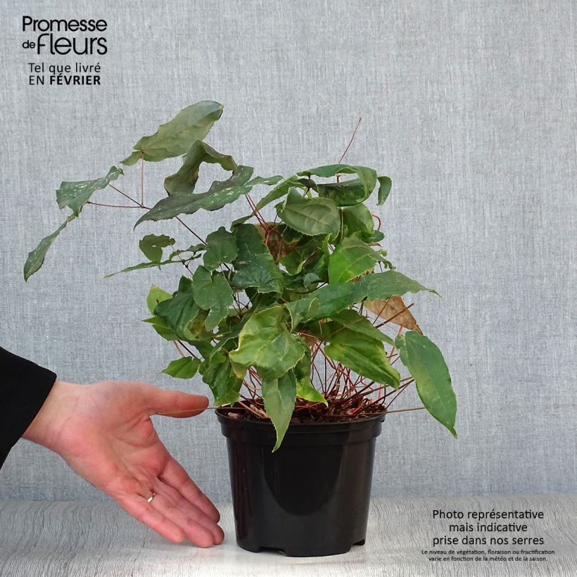Spécimen de Epimedium Elenwe - Fleurs des Elfes Pot de 1,5L/2L tel que livré en hiver