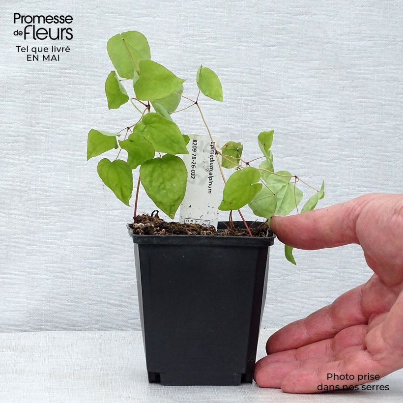 Amostra de Epimedium alpinum Vaso de 8/9 cm tal como entregue na primavera