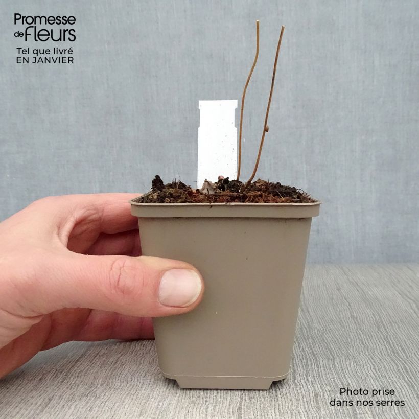 Spécimen de Epimedium alpinum - Fleur des elfes rouge et jaune Godet de 8/9 cm tel que livré en hiver