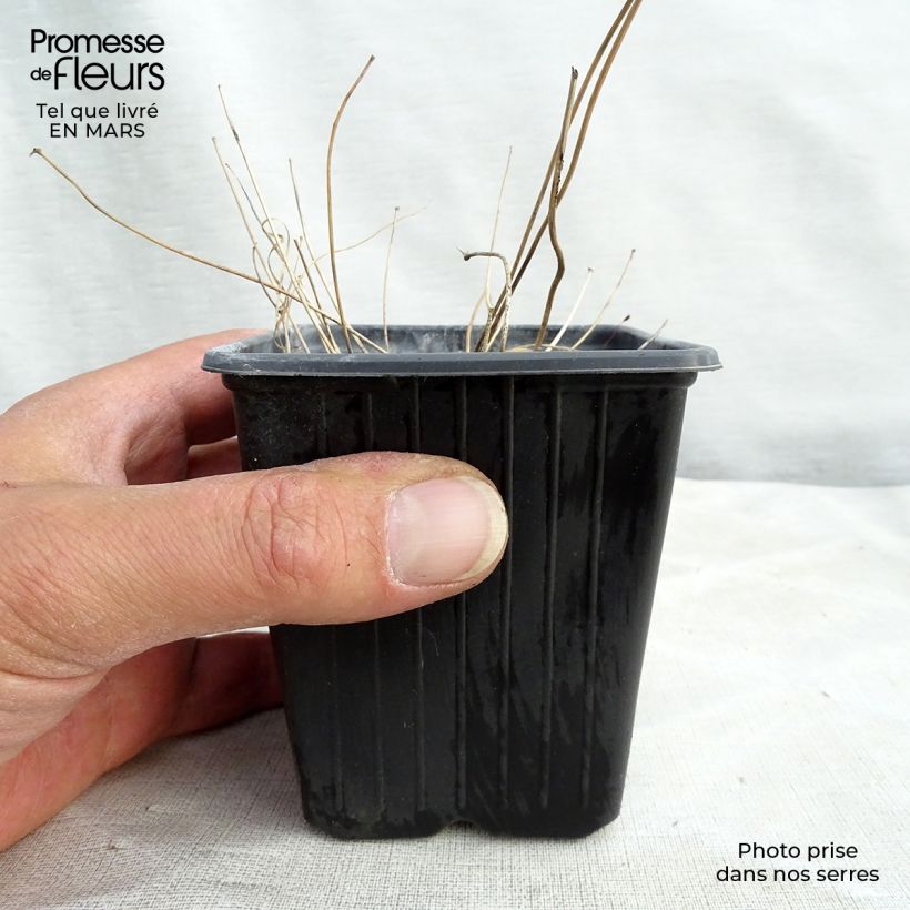 Spécimen de Epimedium asiatic hybrids, Fleur des elfes Godet de 8/9 cm tel que livré en hiver