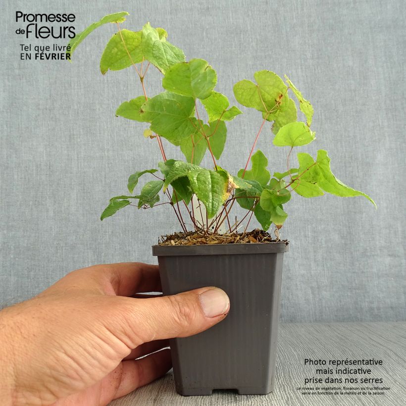 Spécimen de Epimedium asiatic hybrids, Fleur des elfes Godet de 8/9 cm tel que livré en automne
