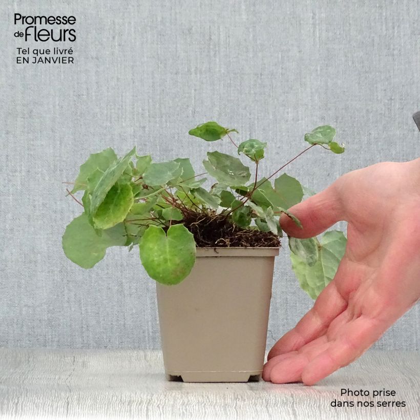 Spécimen de Epimedium davidii, Fleur des elfes Godet de 8/9 cm tel que livré en hiver