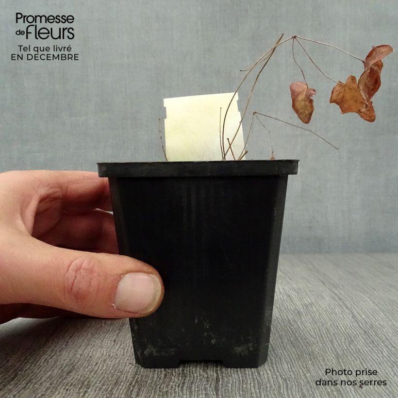 Spécimen de Fleur des Elfes - Epimedium grandiflorum Akebono Godet de 8/9 cm tel que livré en hiver