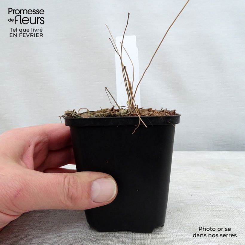 Spécimen de Epimedium grandiflorum Beni-kujaku - Fleur des Elfes Godet de 8/9 cm tel que livré en hiver