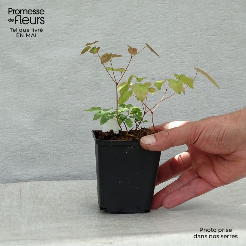 Spécimen de Epimedium grandiflorum - Fleurs des elfes rose lilas pâle Godet de 8/9 cm tel que livré au printemps