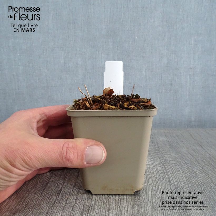 Spécimen de Epimedium grandiflorum - Fleurs des elfes rose lilas pâle Godet de 8/9 cm tel que livré en hiver