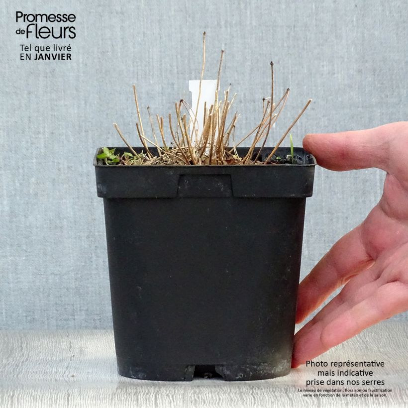 Spécimen de Epimedium grandiflorum Lilafee - Fleur des Elfes lilas Pot de 2L/3L tel que livré en hiver