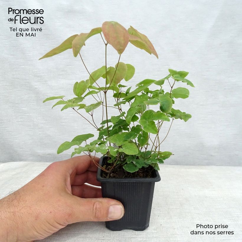 Spécimen de Epimedium grandiflorum Lilafee - Fleur des Elfes lilas Godet de 8/9 cm tel que livré au printemps