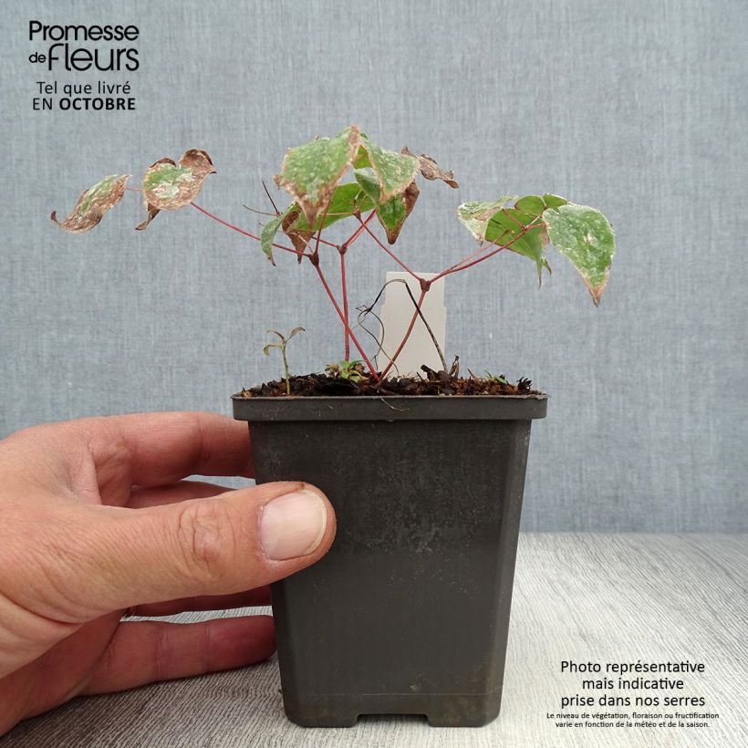 Spécimen de Epimedium grandiflorum Purple Pixie - Fleur des Elfes Godet de 8/9 cm tel que livré en automne