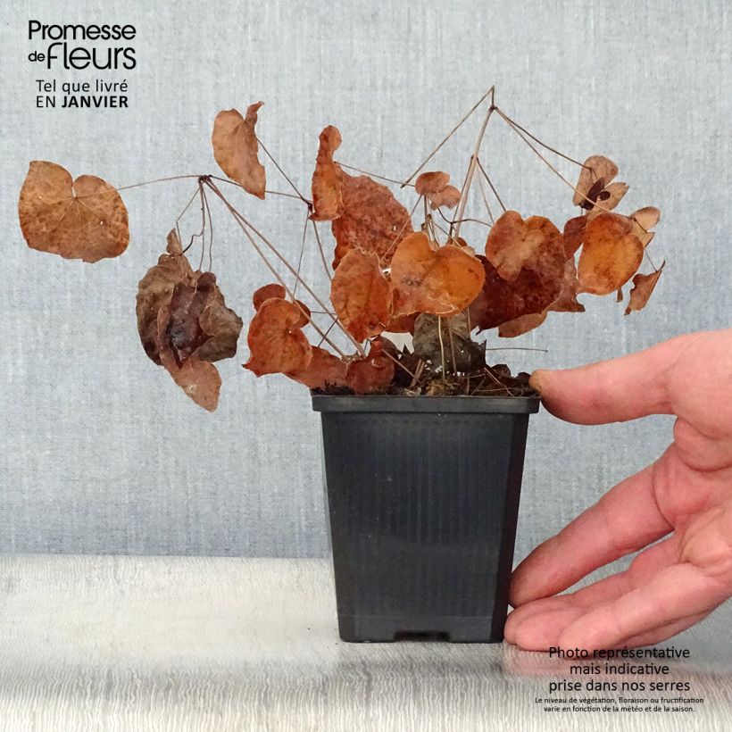 Spécimen de Epimedium grandiflorum Purple Pixie - Fleur des Elfes Godet de 8/9 cm tel que livré en hiver