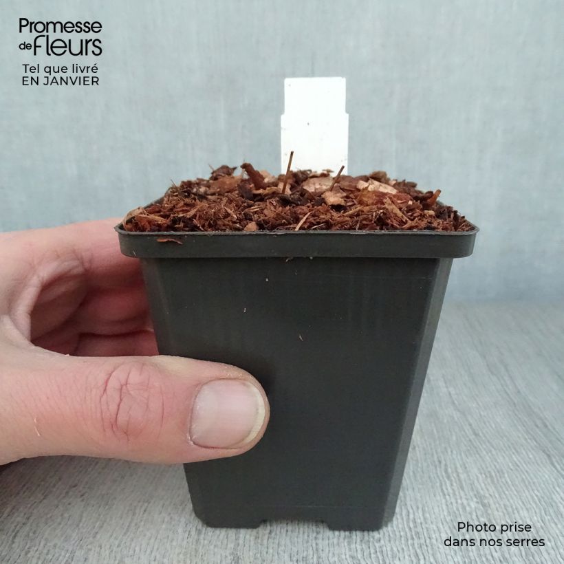 Spécimen de Epimedium grandiflorum Red Beauty - Fleur des Elfes Godet de 8/9 cm tel que livré en hiver